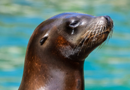 Nelle acque di Lampedusa torna la Foca Monaca 